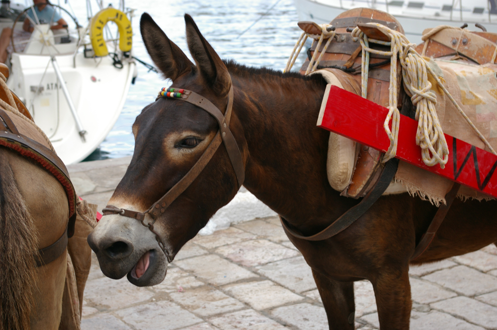 Paysages de Grèce - âne sur le port de d'Hydra - Photyne